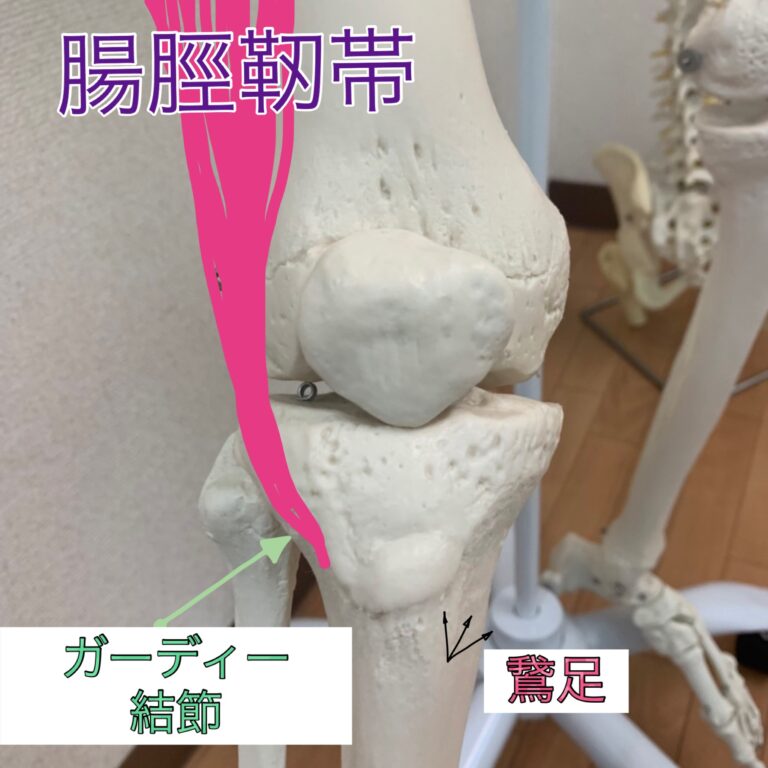 ランナー膝 腸脛靭帯炎 さこだ整骨院|足立区西新井大師駅